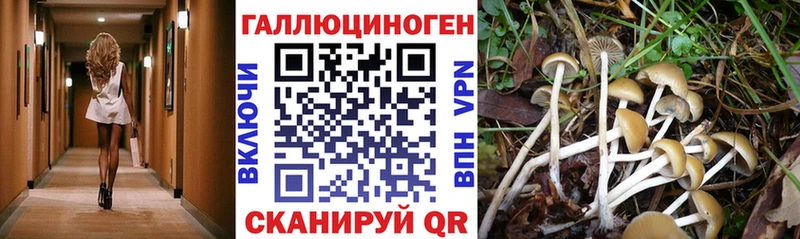 Псилоцибиновые грибы GOLDEN TEACHER  купить наркотик  Химки 